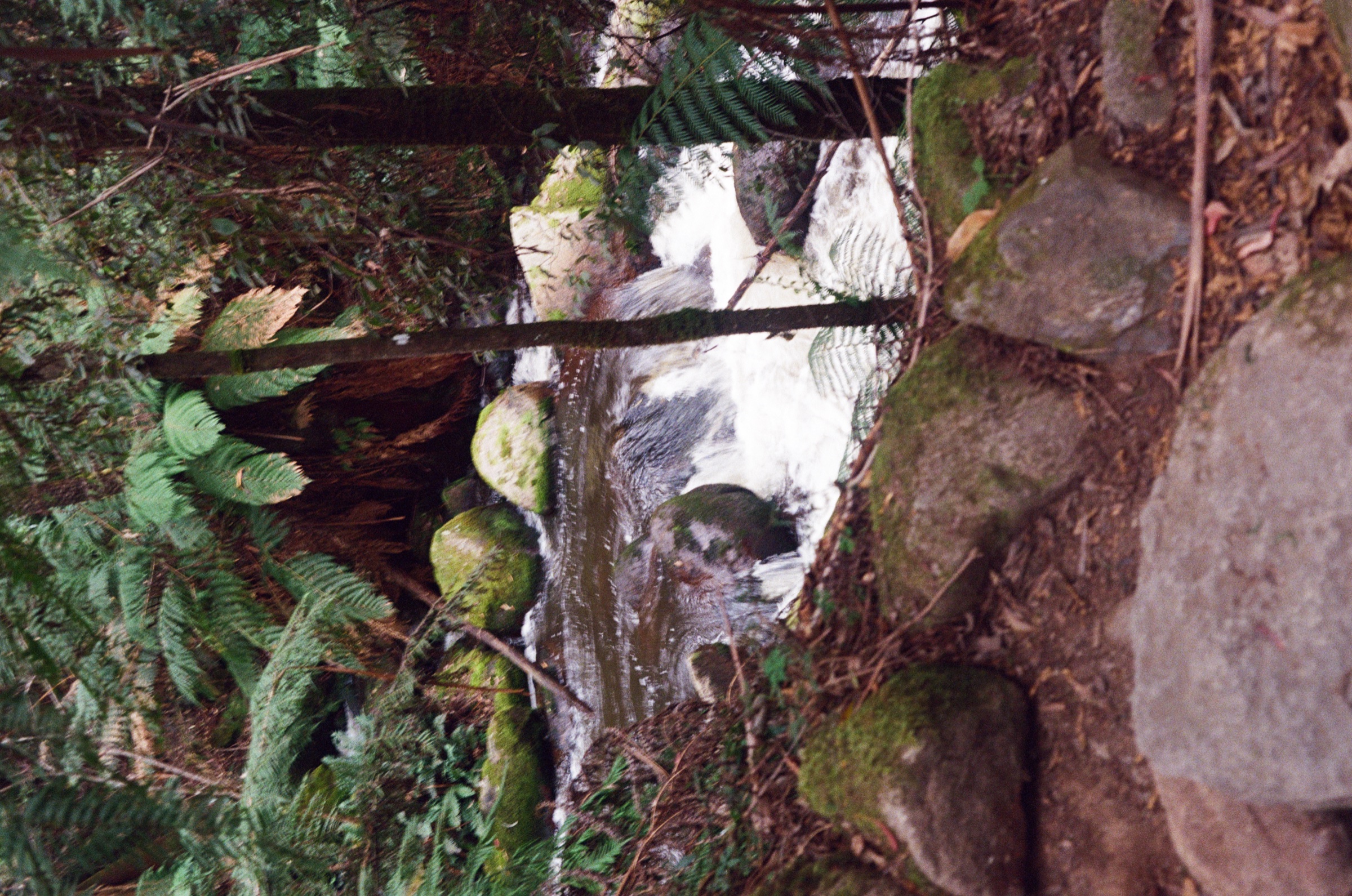 Toorongo Falls Walk frame 22